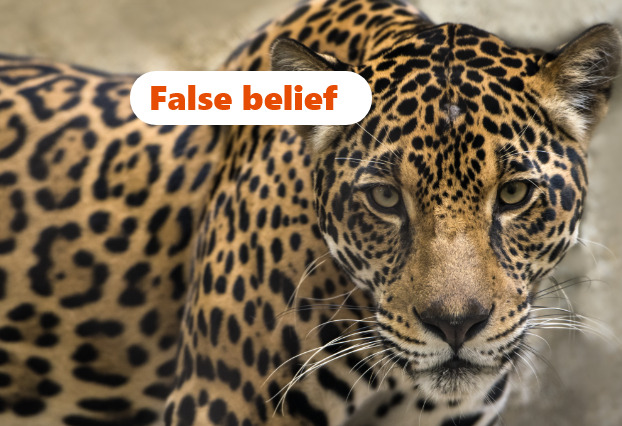 img False belief #4